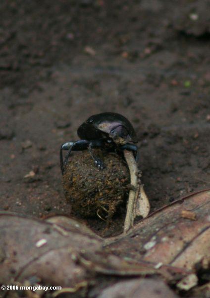 помет жука в Уганде