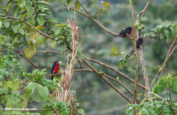 Vogel mit rückseitigem, rotem Kasten des Schwarzen und dem schweren weißen Schnabel (eine Art seedcracker? Oder barbet)