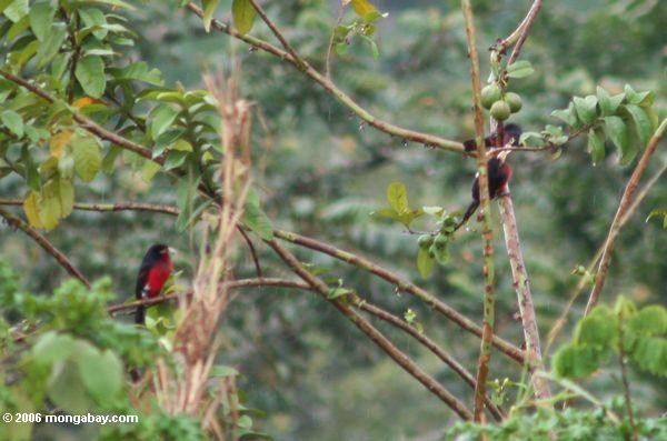 Vogel mit rückseitigem, rotem Kasten des Schwarzen und schwerem weißem Schnabel