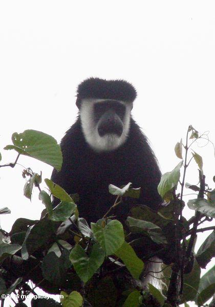 черно-белый colobus обезьяна (colobus guereza) в treetop