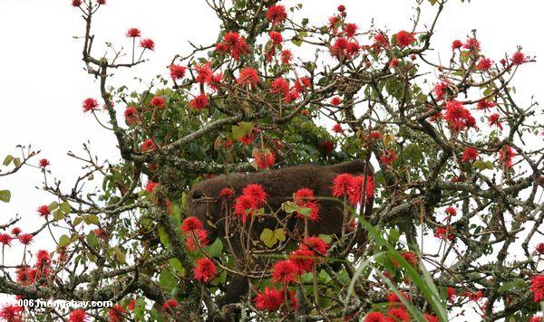 Olivgrüner Pavian in einer Portalregion des abyssinischen Forts des Erythrina Baum-(