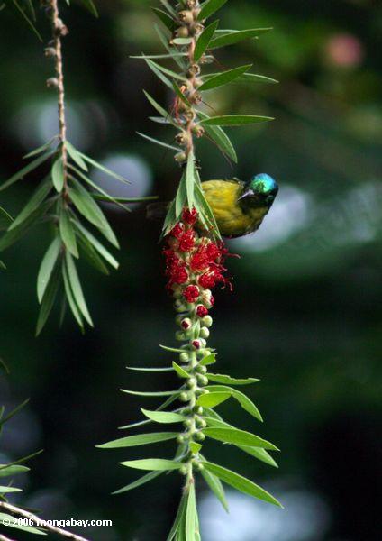 Variables sunbird (Cinnyris venusta) oder Collared sunbird (Hedydipna collaris)