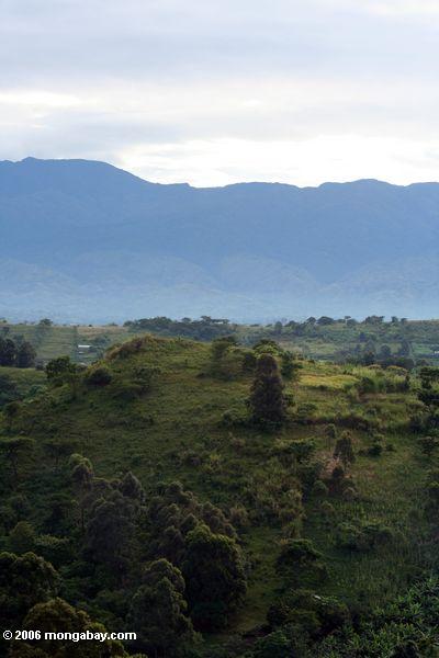 Bebaute Länder in Westuganda, mit Rwenzories als Hintergrund