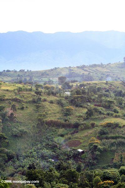 культивируемых сельской местности в западной Уганде