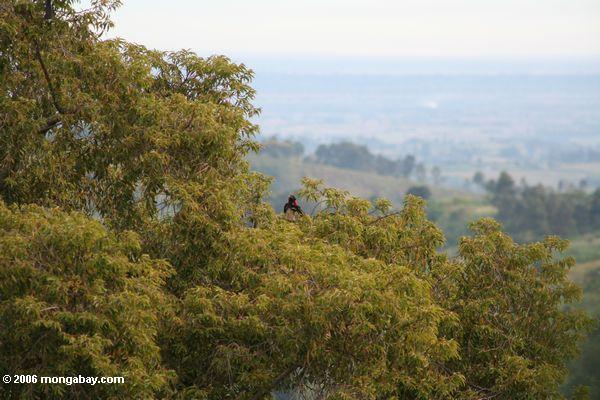 Пара увенчала hornbills (tockus alboterminatus) на вершине дерева