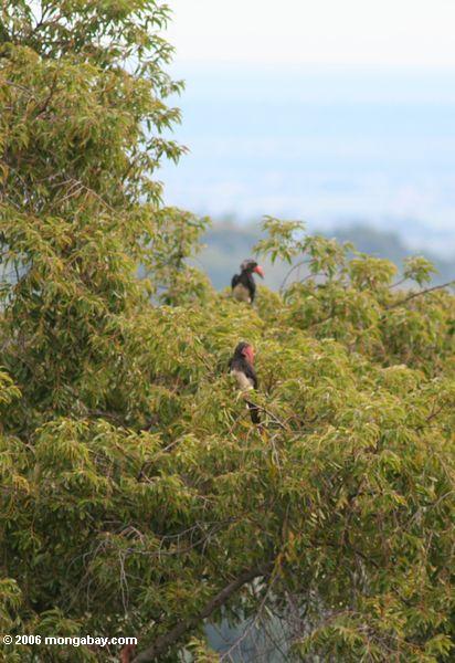 Paar gekröntes hornbill (Tockus alboterminatus) in der Treetop