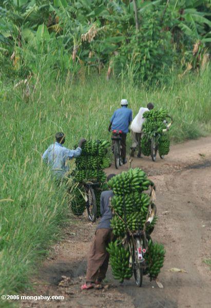 Männer, die Bananen drücken, um Kasese