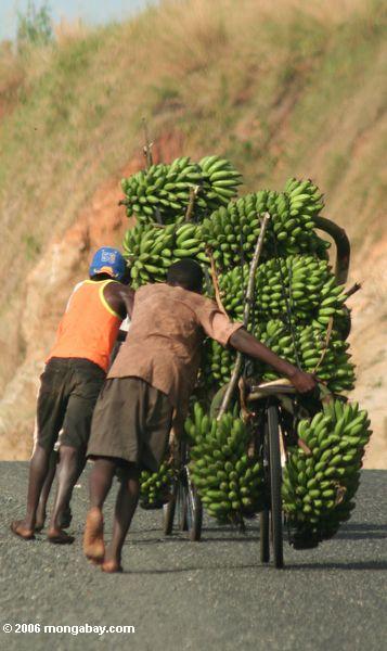Männer, welche die Fahrräder beladen mit Bananen Kasese