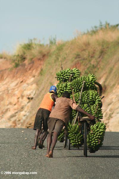 Männer, welche die Fahrräder beladen mit Bananen in Richtung zur Markt Kasese