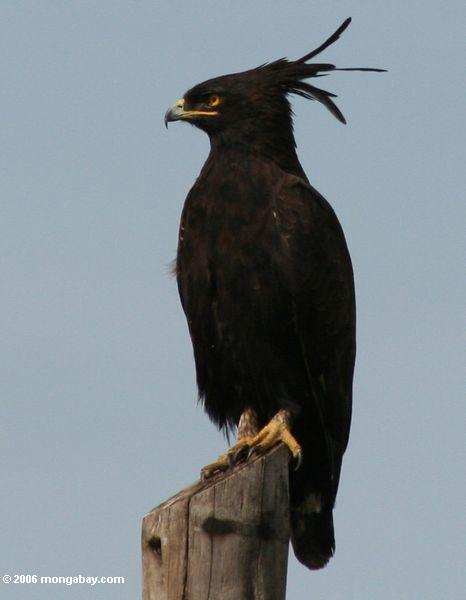 Lang-erklommener Adler, Lophaetus occipitalis, gehockt auf einer Baumstumpf