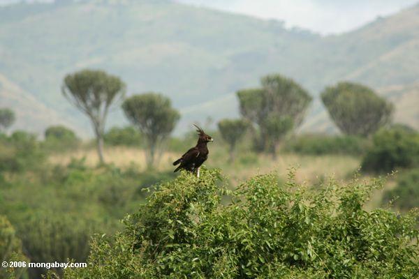 Lang-erklommener Adler, Lophaetus occipitalis, auf einer Busch