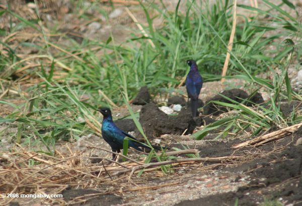 Glatte-Starling (Lamprotornis purpuropterus) Region