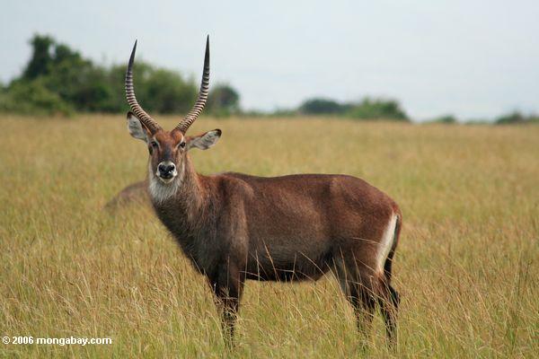 Männliches waterbuck (Kobus ellipsiprymnus), eine Antilope gefunden in West-, Zentralafrika, in Ostafrika und in Südafrika.