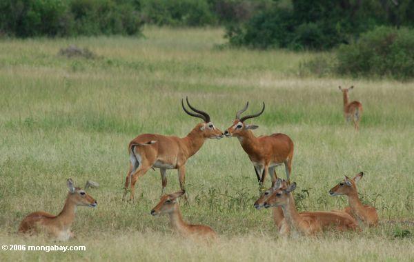 Uganda kob Nationalpark der Königin-
