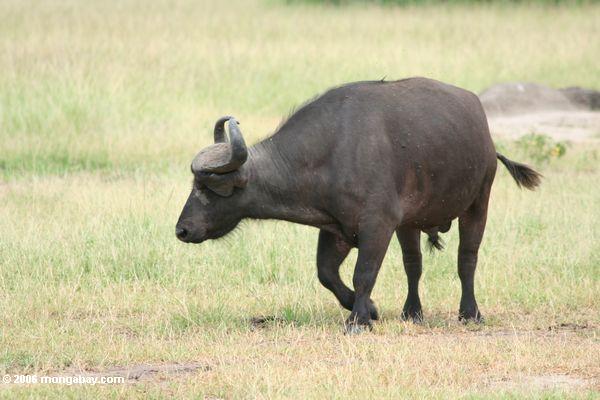 Männlicher Kapbüffel mit Kopf hob