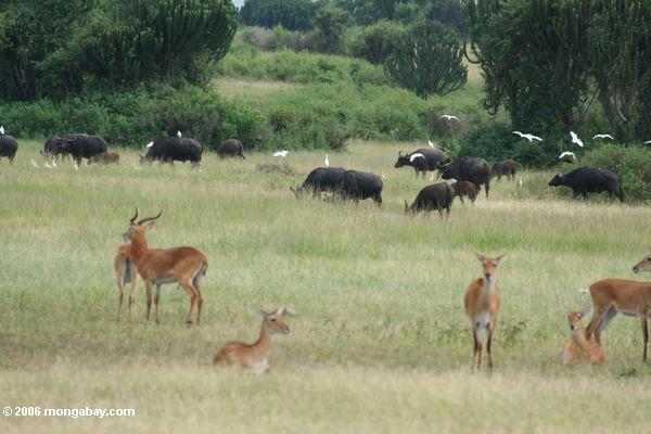 Африканский буйвол плаща, egrets и Уганды вместе KOB по саванне
