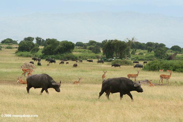 Büffel, Reiher und Uganda kob auf der Savanne