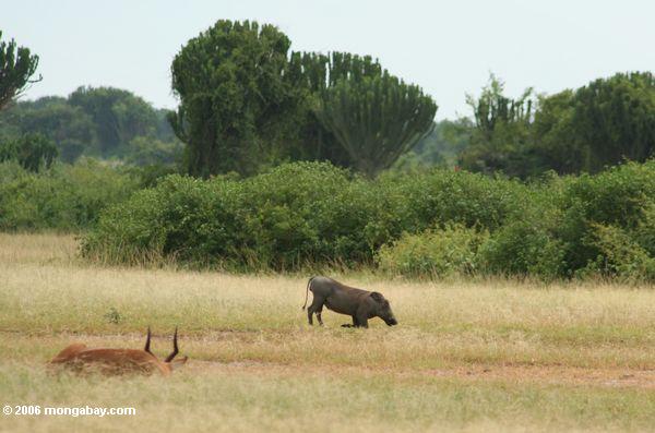 Wegen seines kurzen Ansatzes muß das warthog unten auf seinen Knien erhalten, auf Savannegras und -kräuter einzuziehen