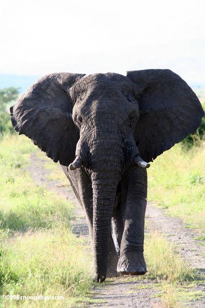 Großer afrikanischer Elefant (Loxodonta africana)