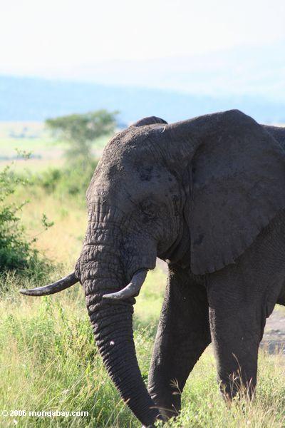 Африканский слон приближается наш автомобиль