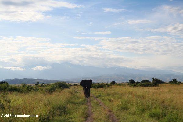 Afrikanischer Elefant mit Rwenzori Gebirgsstrecke als