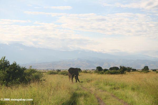 Слон в саванне с угандийскими Рвензори горы на заднем плане