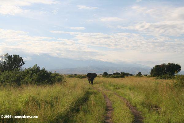 Elefant, der auf eine Safaristraße mit dem Rwenzoris im Nationalpark