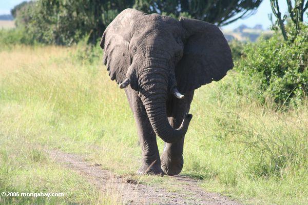 зарядки африканского слона
