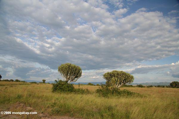 Árvores do Euphorbia no savanna