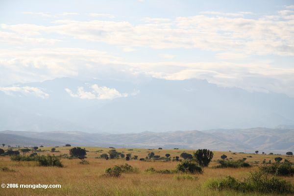 Savanne mit Elefanten und den Rwenzori montains schwach sichtbar im