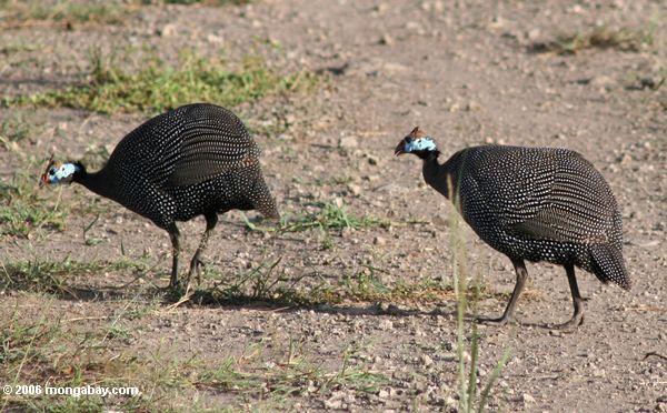 пара касок Гвинея птицы ходить по грунтовой дороге