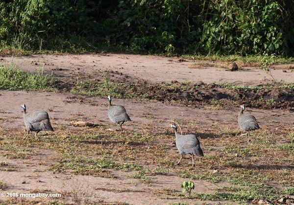 Menge des behelmten guineafowl vier (Numida meleagris)