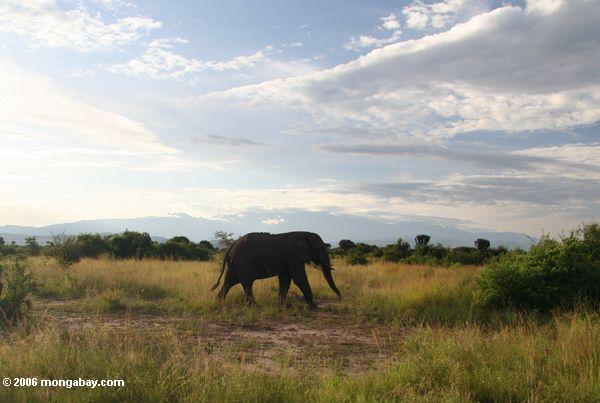 Elefant Ende des Nachmittages mit den Rwenzori Bergen im