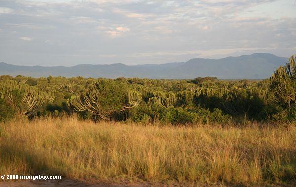 Floresta do Euphorbia em Uganda
