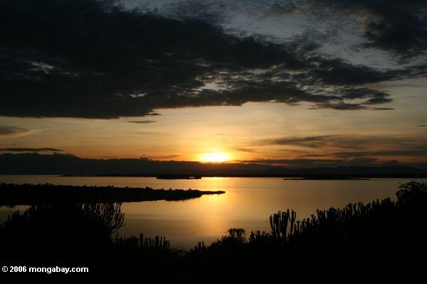 закат над озером Эдуард, Молочай тени деревьев на переднем плане