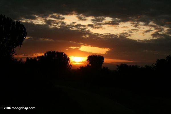 Огненный восход солнца в Африке, Молочай завод silhouetted путем восходящего солнца