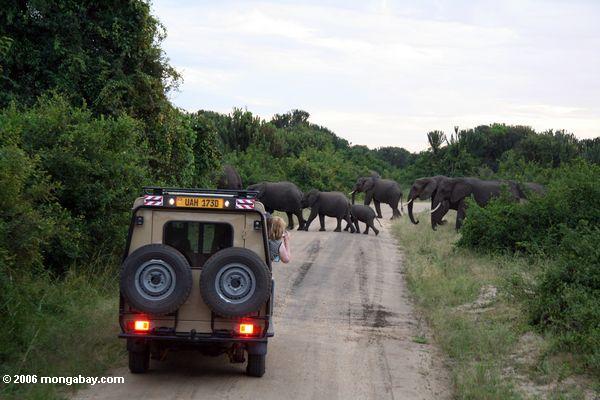 Touristische fotografierende Elefanten, die eine Straße dem Nationalpark