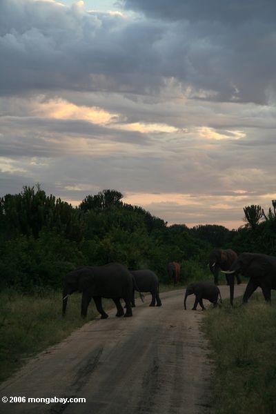 слонов на восход