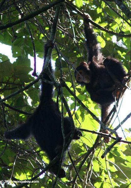 Jugendliche wilde Schimpansen im