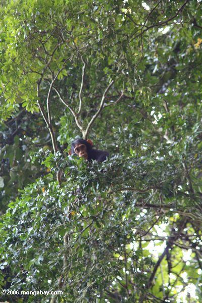 Junger wilder Schimpanse im Waldhimmel