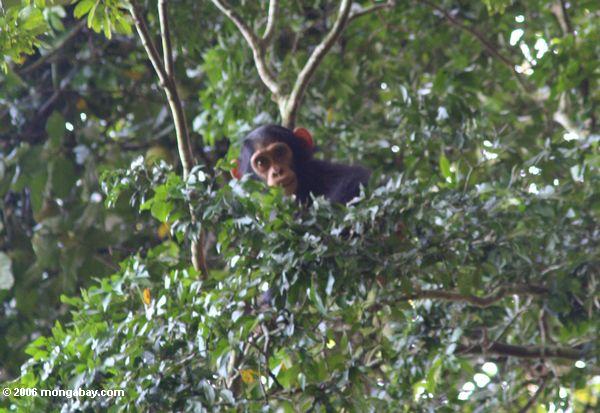 Junger wilder Schimpanse in der rainforest überdachung