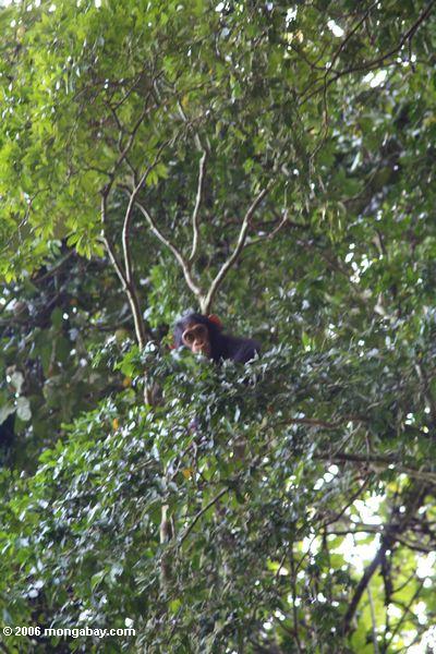 шимпанзе в дождевых лесах