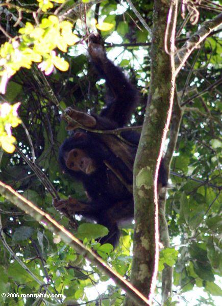 天蓋の高い野生のチンパンジーの森