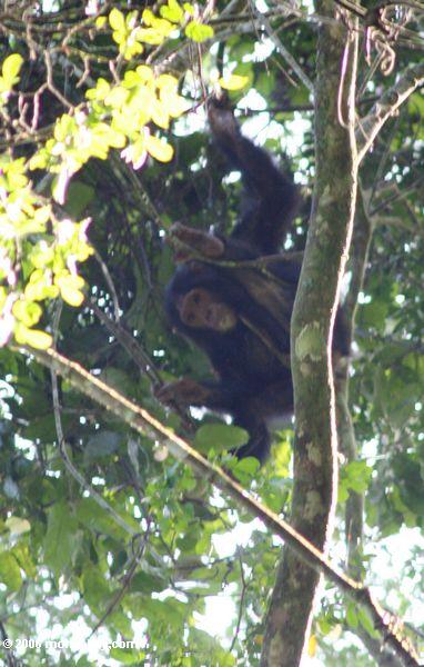 Wilder Schimpanse (Wanne troglodytes) in der rainforest überdachung von Chumbura Schlucht