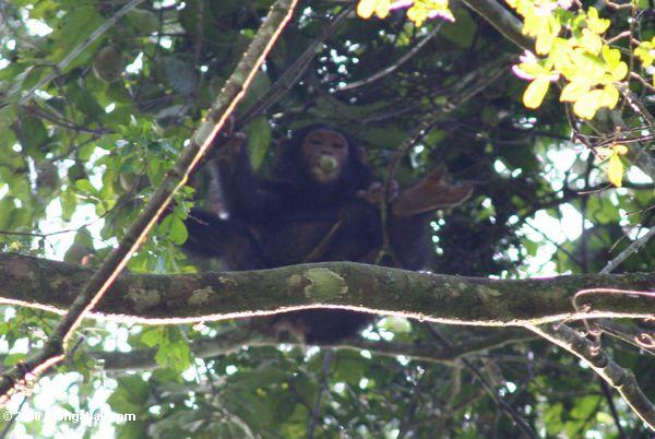 その口の中で緑色の果実で野生のチンパンジー