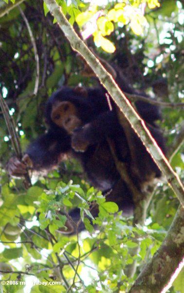 шимпанзе в тропических дождевых лесов купола