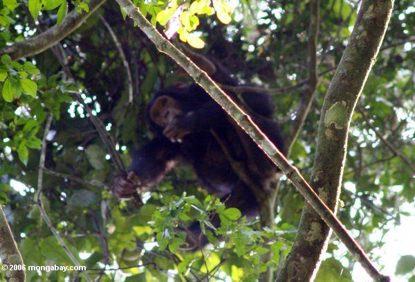 Schimpanse im tropischen rainforest