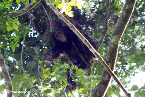 Wilder Schimpanse hoch im tropischen Nationalpark