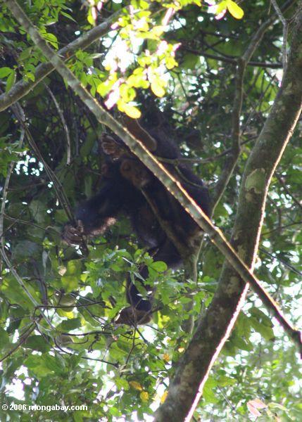 Wilder Schimpanse, der in der überdachung klettert