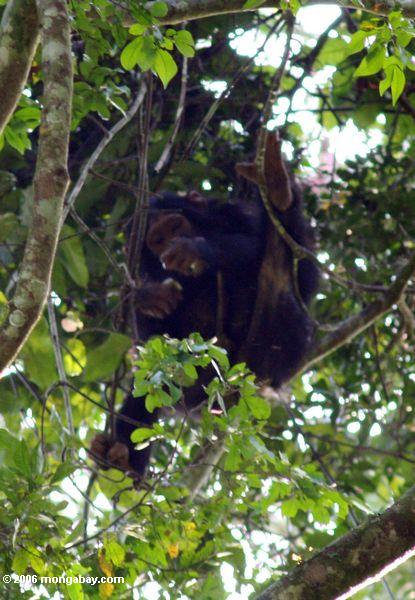 Wilder Schimpanse, der in die überdachung von Chumbura Schlucht dem Nationalpark